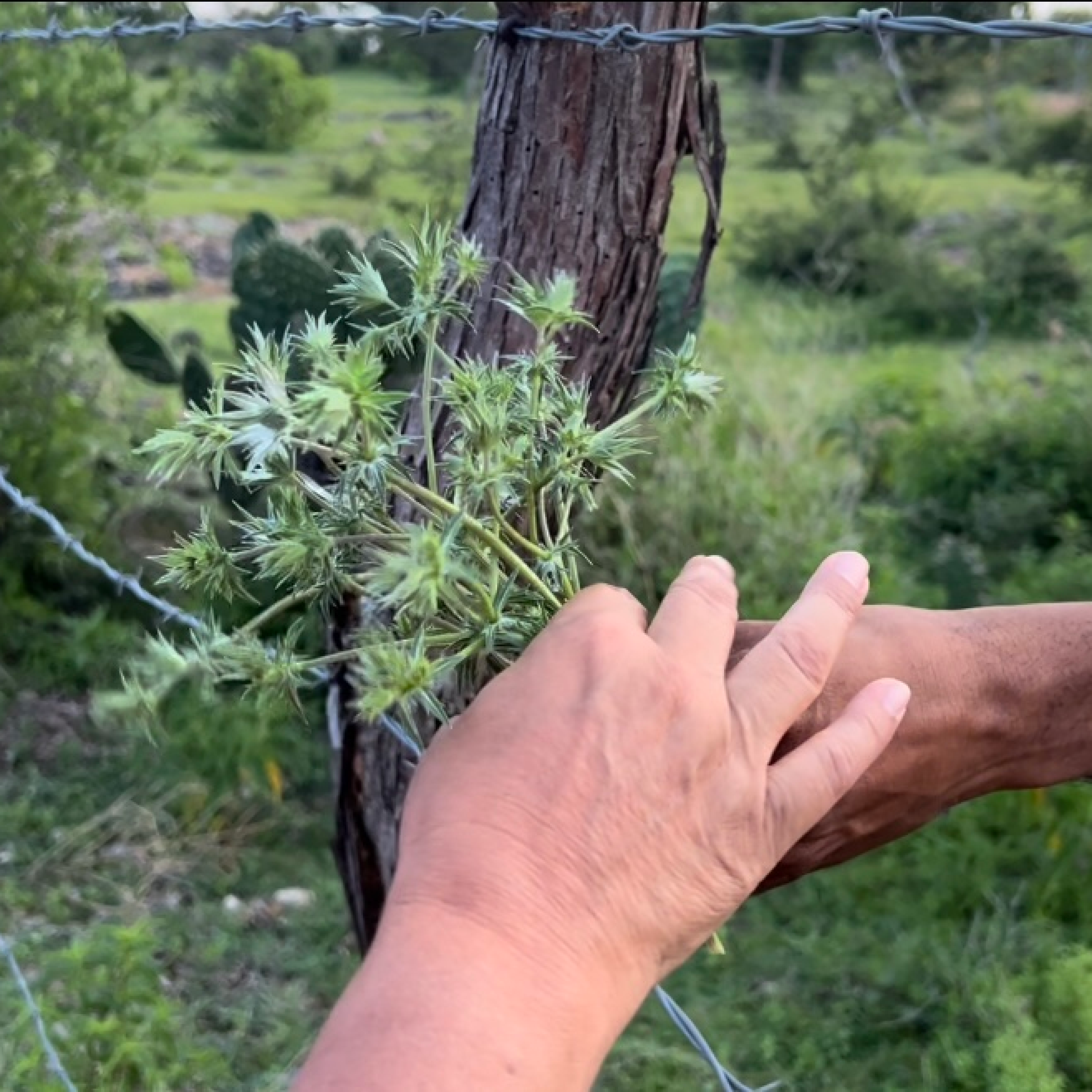 In the foreground, one brown skinned hand holding a plant, Yerba de Sapo, passing it to a darker brown hand. In the background, a fence post and a barbed wire gate with green shrubs.